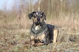 CATAHOULA 049